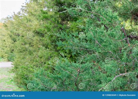 Green Hedge Of Thuja Trees Cypress Or Juniper Bush Green Natural