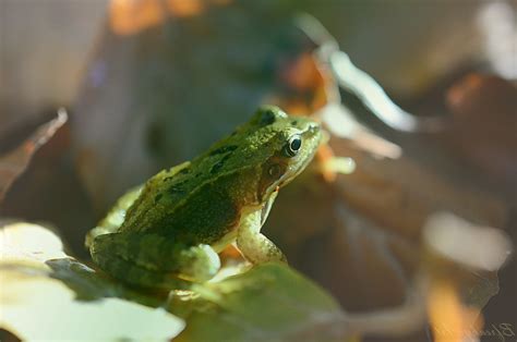 Maybe you would like to learn more about one of these? 23+ Gambar Katak Daun - Gambar Tulisan