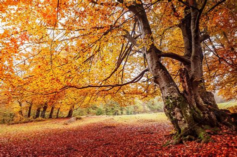 Beautiful Autumn Romantic Forest High Quality Stock Photos Creative
