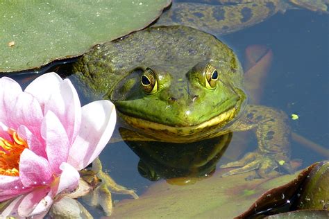 Frog In The Lily Pond Animal Photo Lily Pond Animals
