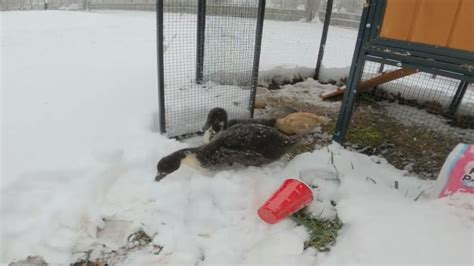 BABY DUCKS AND CHICKS FIRST TIME IN SNOW! (Tractor Supply Chicken Coop