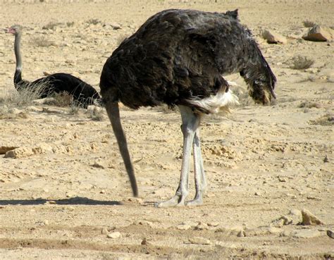 Ostrich Head In Sand Qatari Ostriches Save The Planet Global