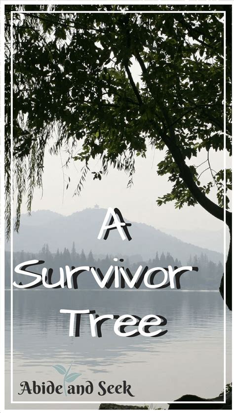 A Survivor Tree Abide And Seek Gods Perfect Timing Survivor Tree