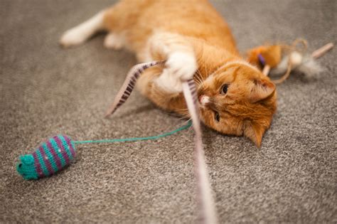 Check out these two battle it out for supremacy on top of their owner's back! How to Play With Your Cat for Feline-Human Bonding