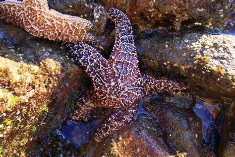 Purple Ochre Sea Star Abalone Cove Purple Ochre Sea Flickr