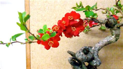 Japanese Flowering Quince Bonsai In Bloom And Twin Trunk Larch Youtube
