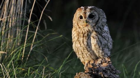 Tawny Owl Sounds Owl Sound In The Night Great Horned Owl Sound
