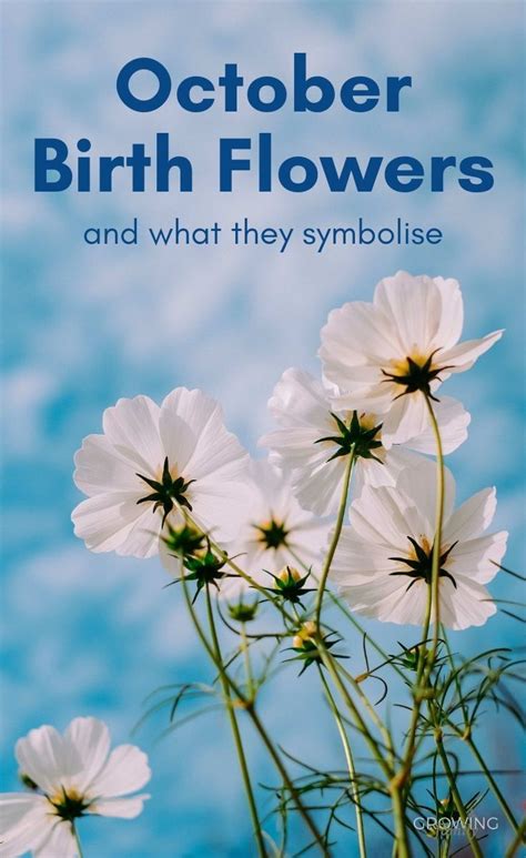 Birth flowers for all months. October birth flower: Marigold & Cosmos - Growing Family ...