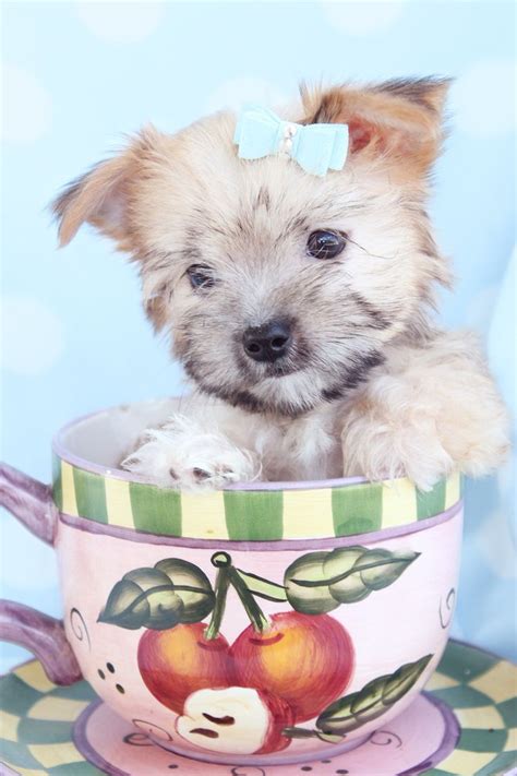 However, free morkie dogs and puppies are a rarity as rescues usually charge a small adoption fee to cover their expenses (usually less than $200). Adorable Morkie Puppies For Sale in South Florida | Cute ...