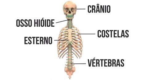 Esqueleto Axial Enfermagem Florence