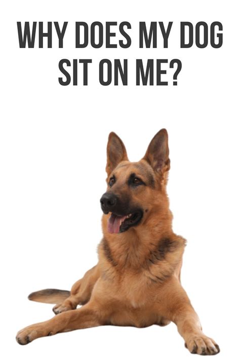 Why Does My Dog Sit On Me Dog Sitting Dog Training Online Dog Training