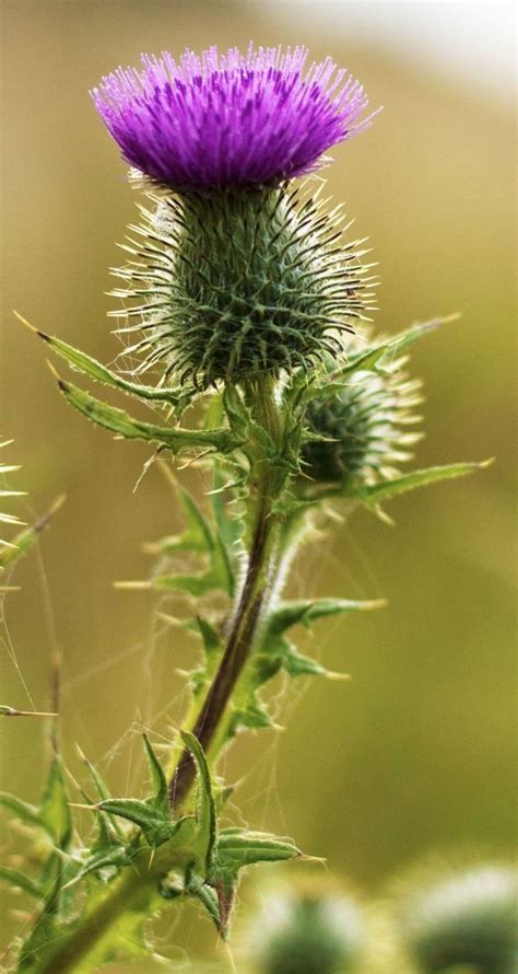 Aug 07, 2017 · filler flowers can add pop to a floral arrangement or mellow it down. Thistle | Thistle flower, Purple flowers, Tall purple flowers