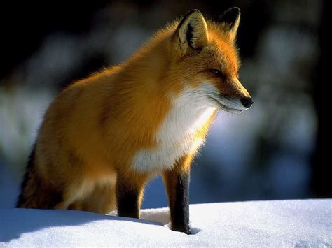 Desktop Nature Wallpaper Denali National Park Alaska Red Fox Picture