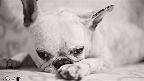 How Do I Know If My French Bulldog Is Depressed And Sad
