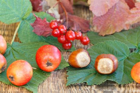 Autumn Still Life With Fruits Of Hawthorn Hazelnuts Branch Of Stock