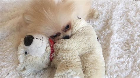 Doch bevor sie im hundeglück schwelgte, wurde sie von fies verarscht. Dagi Bee vs. Paola Maria: Wessen YouTube-Hund ist süßer ...