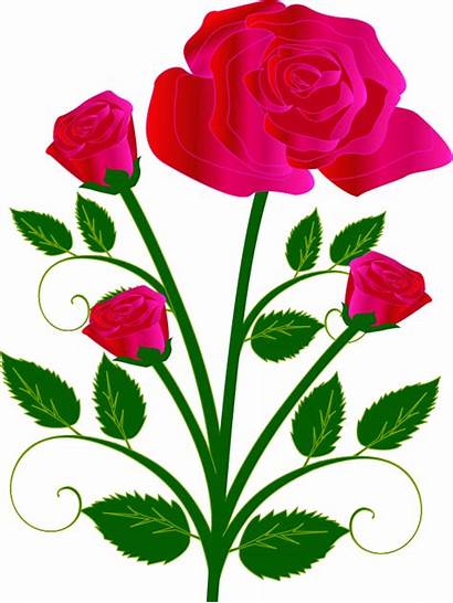 Roses Rose Clip Dozen Clipart Pink Flower