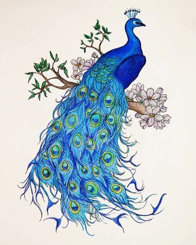 Znalezione Obrazy Dla Zapytania Peacock Art Pawie Szkice Obrazy