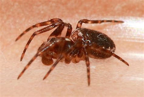 Spider Hypsosinga Rubens Bugguidenet