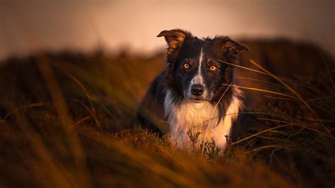 Image Border Collie Dog Grass Evening Staring Animals 1366x768