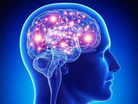 دماغ الإنسان الأجزاء والوظائف وطرق المحافظة على صحته جريدة الغد