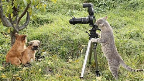 Wild Photographers 20 Curious Animals With Cameras Page 3 Of 4