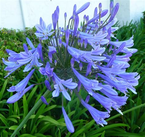 Agapanthus African Lily Lily Of The Nile A To Z Flowers