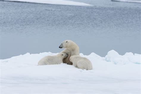 Premium Photo Polar Bear Mother Ursus Maritimus And Twin Cubs On
