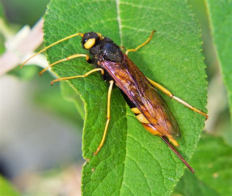 Giant Wood Wasp Aka Giant Horntail With Missing Antenna An Flickr
