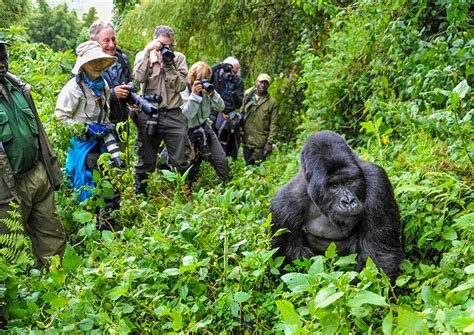 Uganda Safari Tour Gorilla Trekking And Wildlife Tour With Uganda Safari