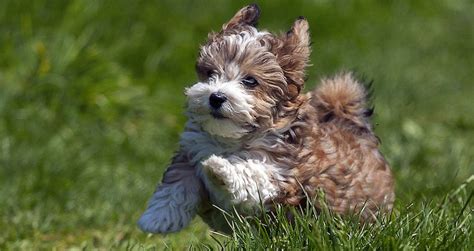 Small Dog Breeds Information And Pictures Of All Small Dogs
