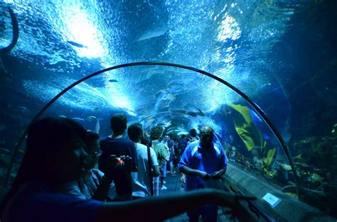 Singapore Underwater World Sumally サマリー