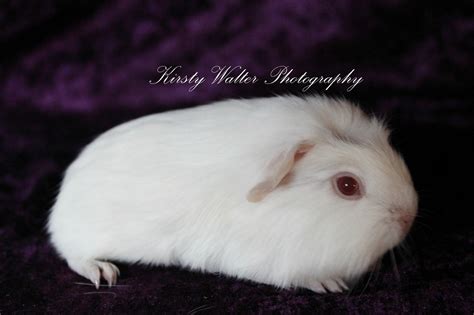 For Sale Tabella Cavies