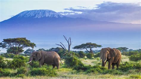 Kenyas Amboseli National Park Offers Some Of The Best Views Of Mount