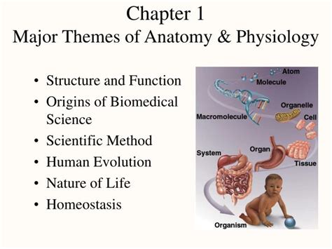Ppt Chapter 1 Major Themes Of Anatomy And Physiology Powerpoint