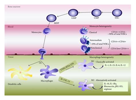 Monocyte And Macrophage Heterogeneity Monocytes Originate In The Bone