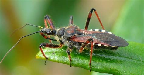 6 Bugs That Look Like Stink Bugs Common Look Alikes