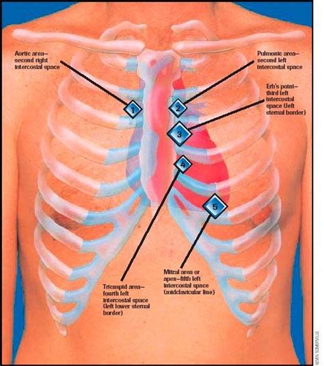 A good radiologist knows the anatomy, so don't skip this chapter! Anatomy, Ch. 21 - Kinesiology 262 with Morgan at ...