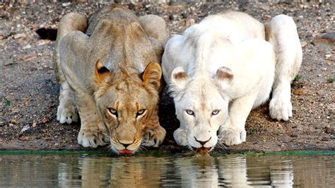 4 Day Timbavati Safari Expedition Umlani Bush Camp Kruger Park