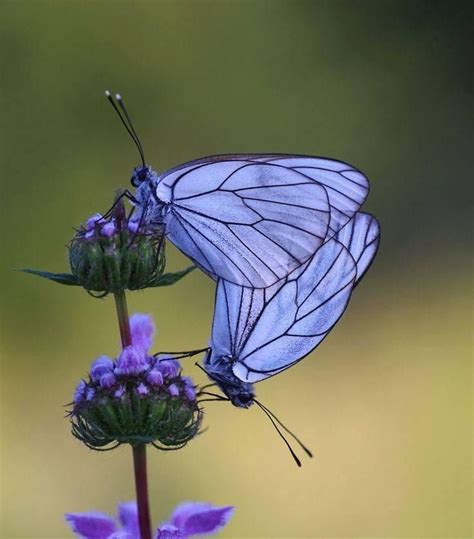 Lavender Butterflies Beautiful Butterflies Butterfly Wings Butterfly