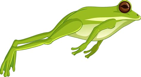 Green tree frog jumping isolated on white background 2290292 Vector Art