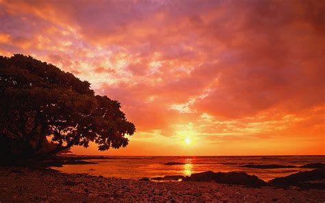 Seaside Beach Sunset Ocean Sunset Beach Skies Tree Coastal