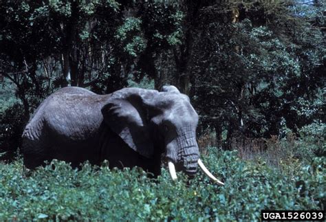 African Elephant Loxodonta Africana