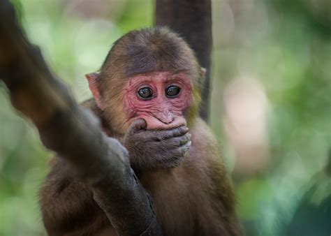 Stump Tailed Macaque Realizes He Might Have Messed Up Sean Crane
