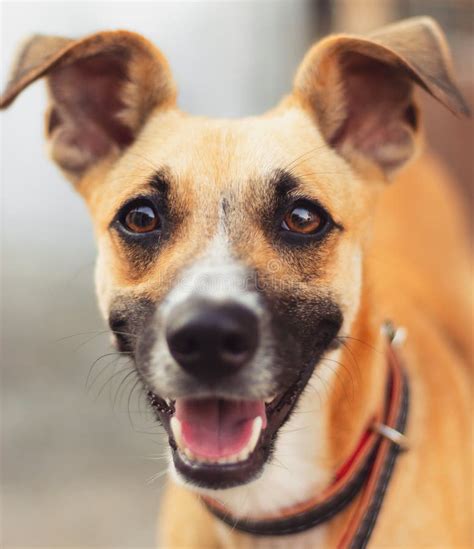 Brazilian Caramel Dog Smiling Stock Image Image Of Retriever