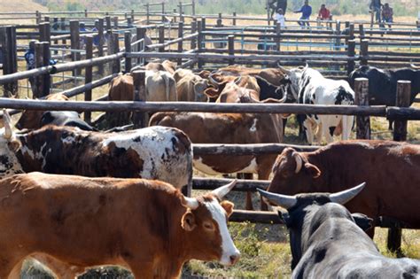 7 ostriches, 2 white tail gnu (black wildebeest) 4 waterbuck, 2 red hartebeest. Livestock sale is a success in Ezinyosini - Estcourt and ...