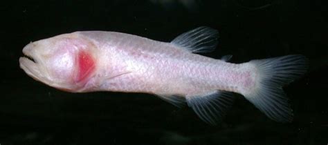 New Eyeless Fish