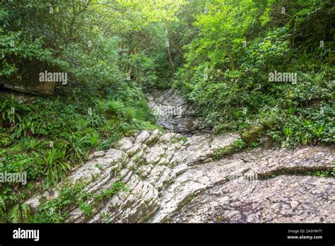 Rock From Layered Limestone In A Green Forest Rock Of Limestone With