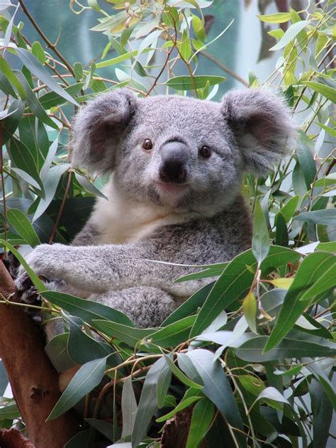 743 Best Koala Love Images On Pinterest Koalas Koala