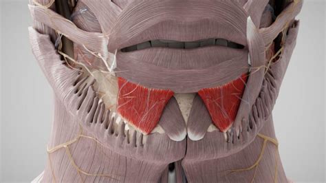 Musculus Depressor Labii Inferioris Doccheck Flexikon